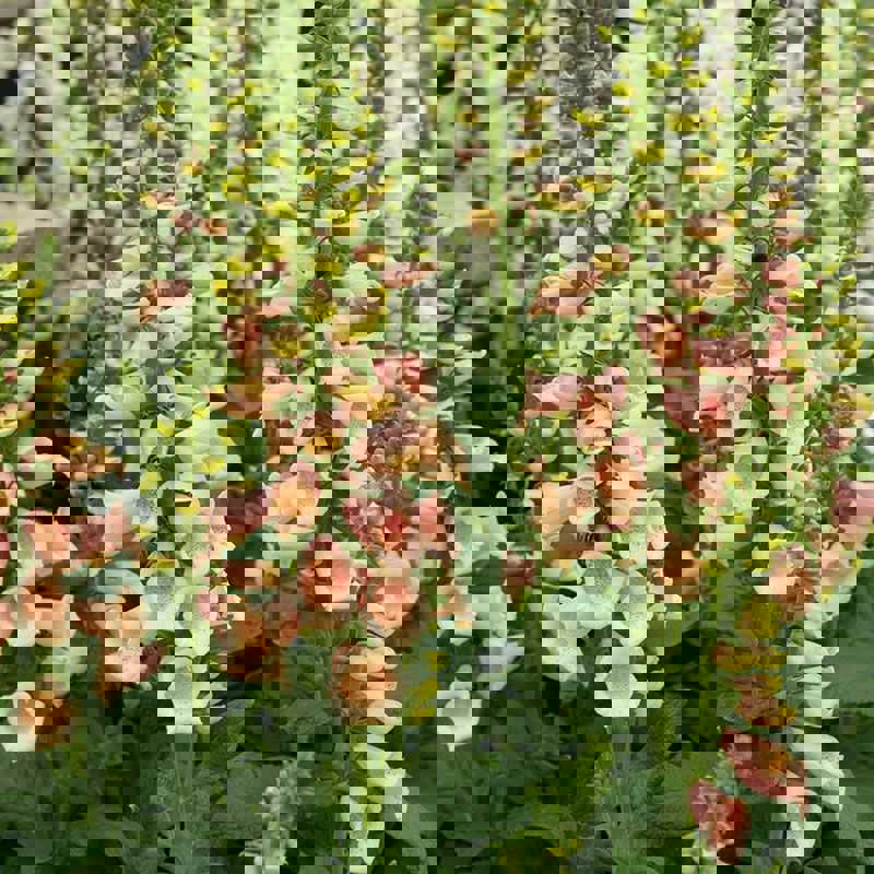 200 Peach Surprise Foxglove Flower Seeds for Vibrant Garden Blooms
