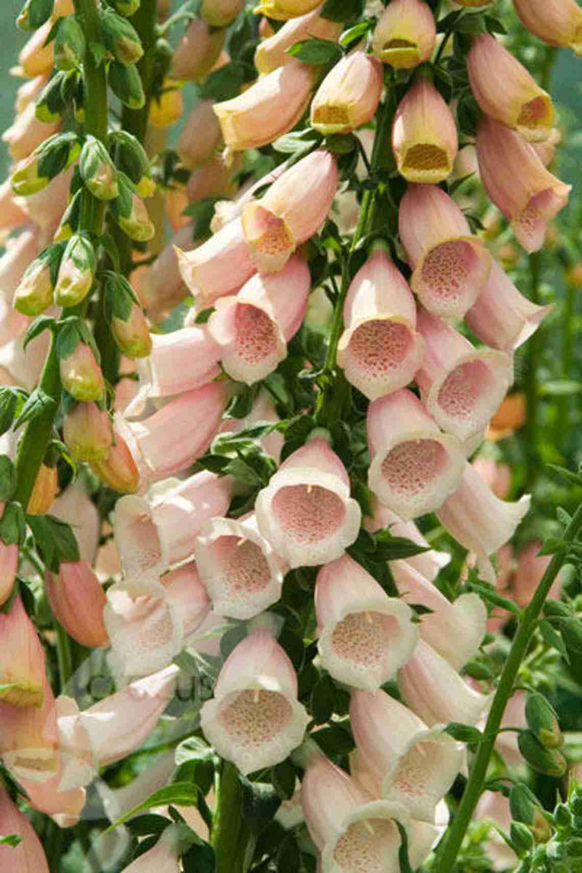 200 Peach Surprise Foxglove Flower Seeds for Vibrant Garden Blooms